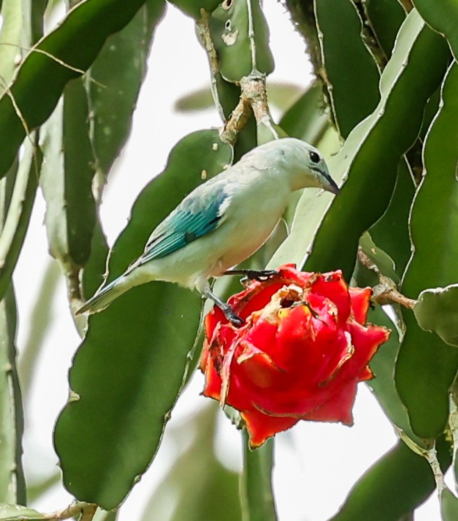 Blue-gray Tanager - ML603754621