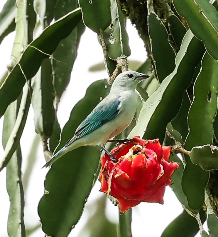 Blue-gray Tanager - ML603754631