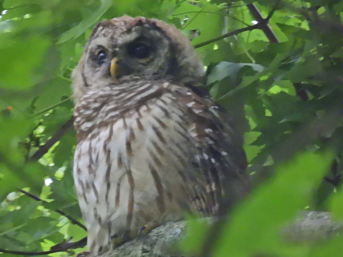 Barred Owl - ML603755181