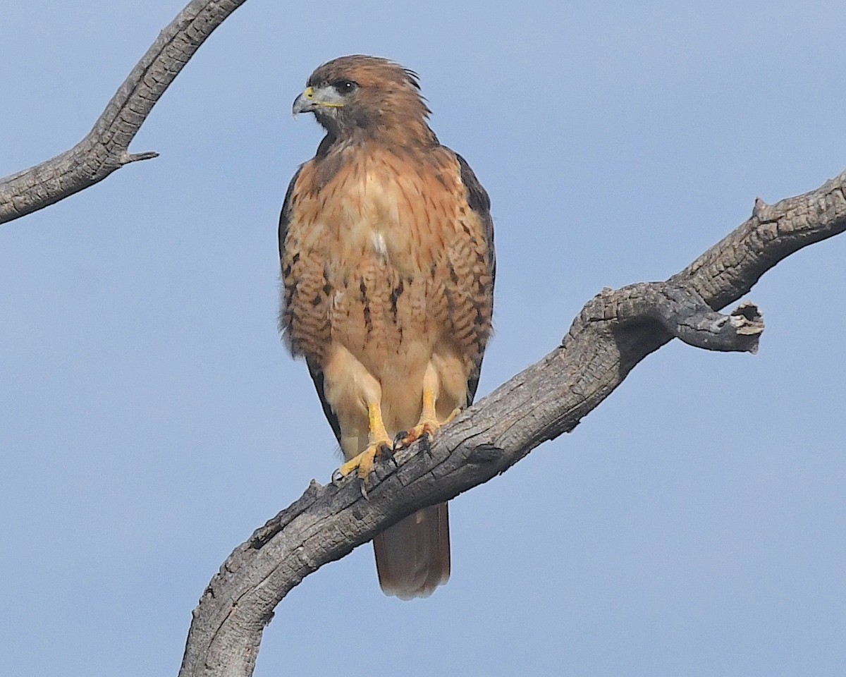 Red-tailed Hawk - ML603756221