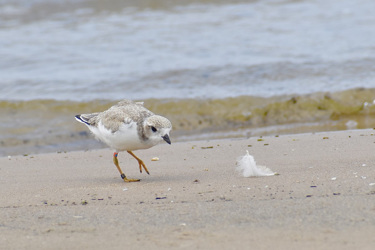 Piping Plover - ML603759771