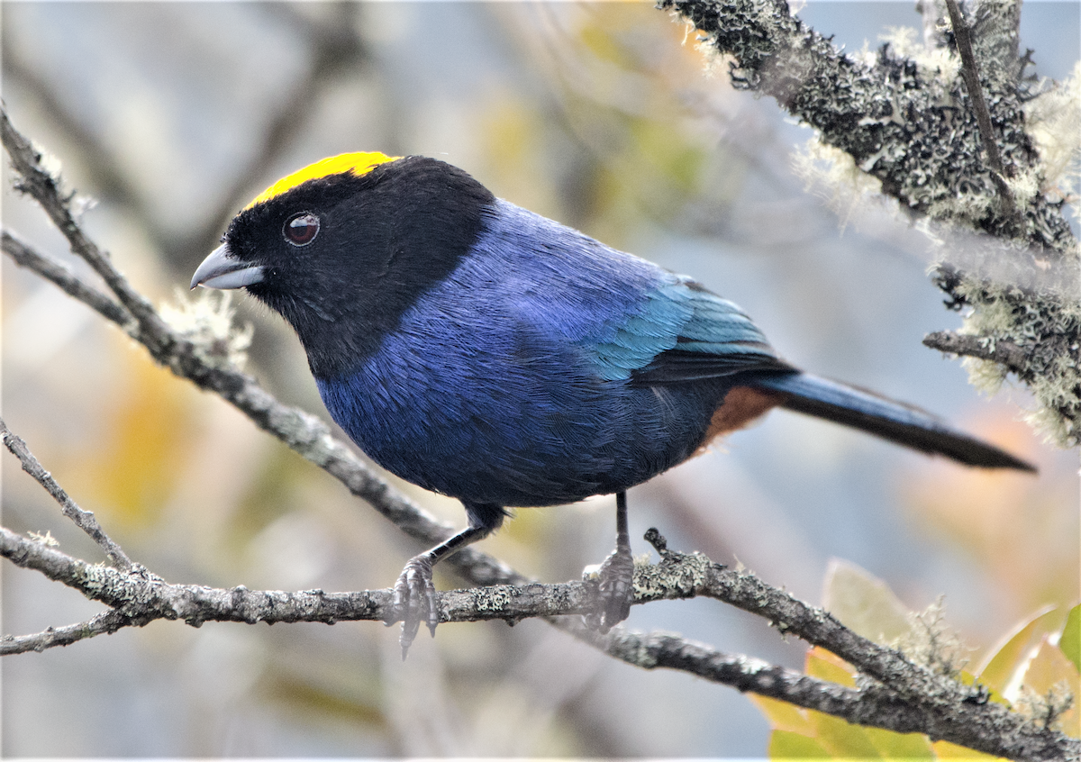 Golden-crowned Tanager - ML603760981