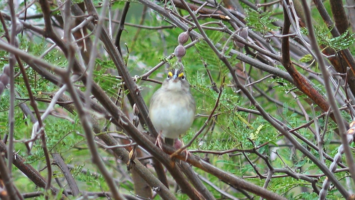 Grassland Sparrow - ML603767691