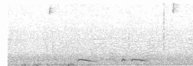 holoubek šupinkový - ML603771151