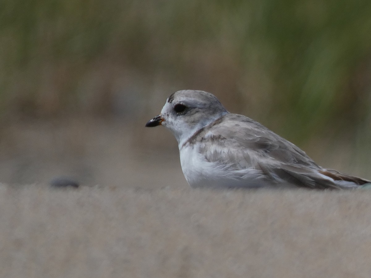 Piping Plover - ML603771261