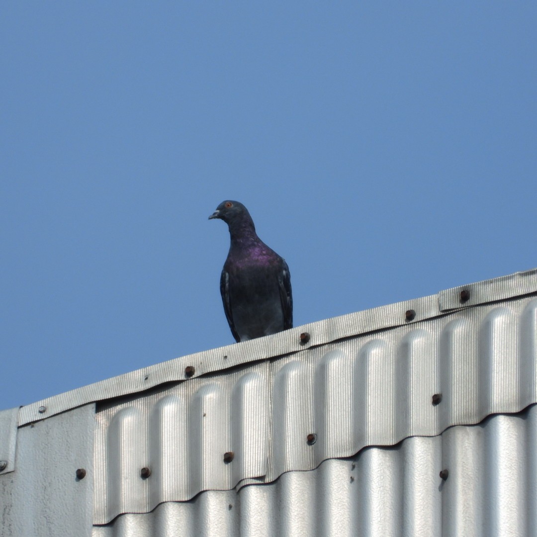 Rock Pigeon (Feral Pigeon) - ML603772141