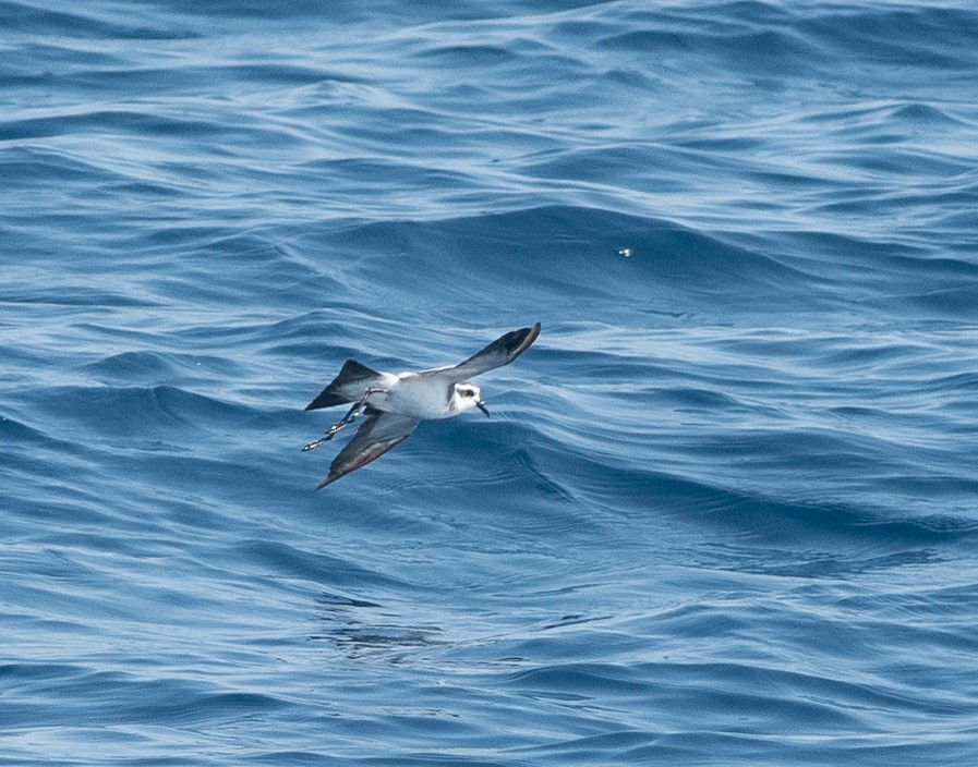 White-faced Storm-Petrel - ML603780001