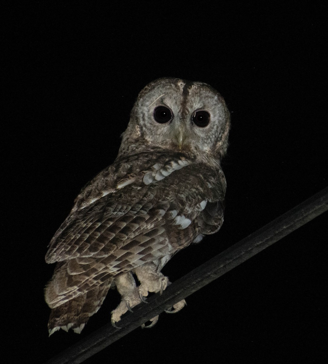 Tawny Owl - ML603786521