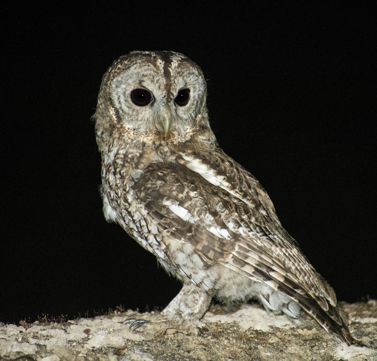 Tawny Owl - ML603786531