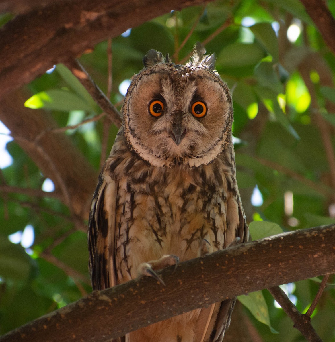 Long-eared Owl - ML603786821