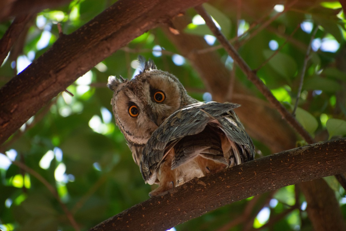 Long-eared Owl - ML603786831