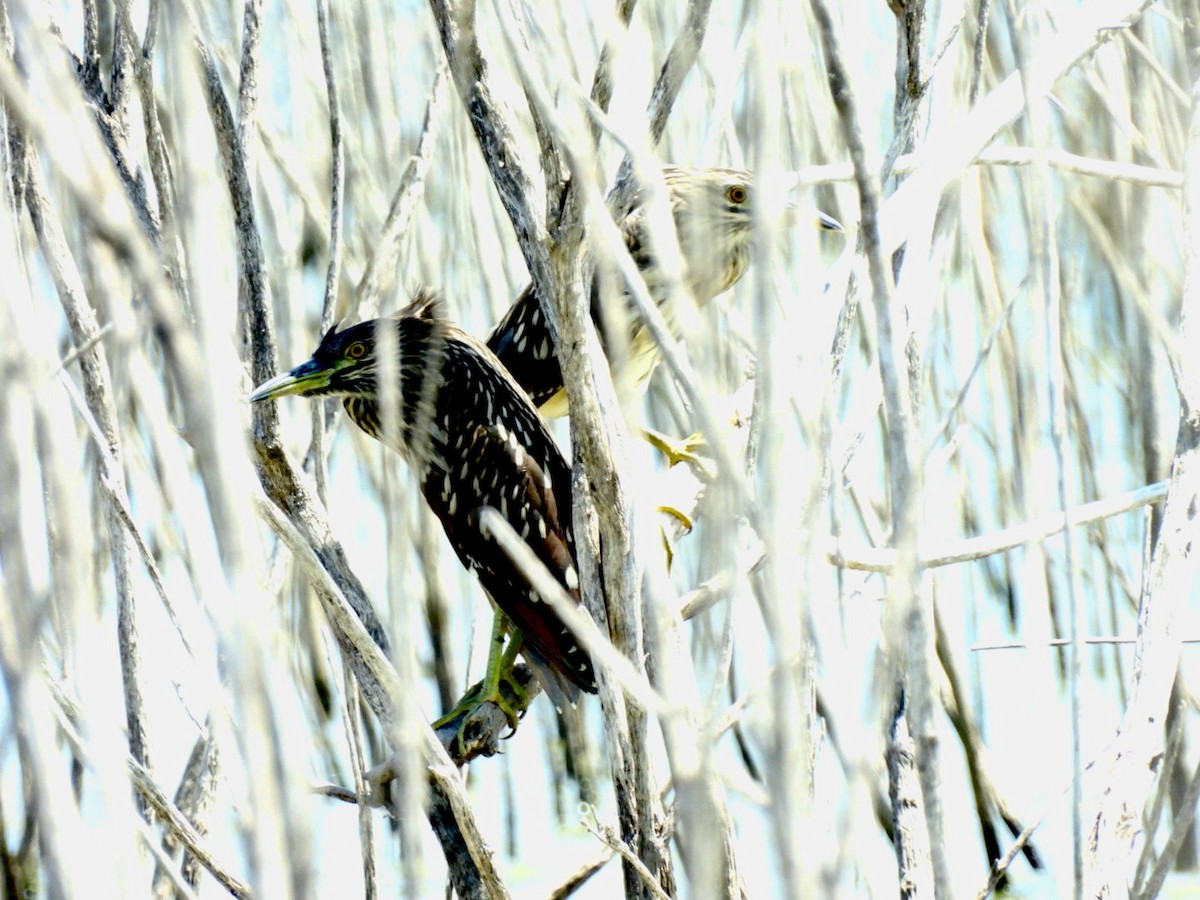 Black-crowned Night Heron - ML603793561