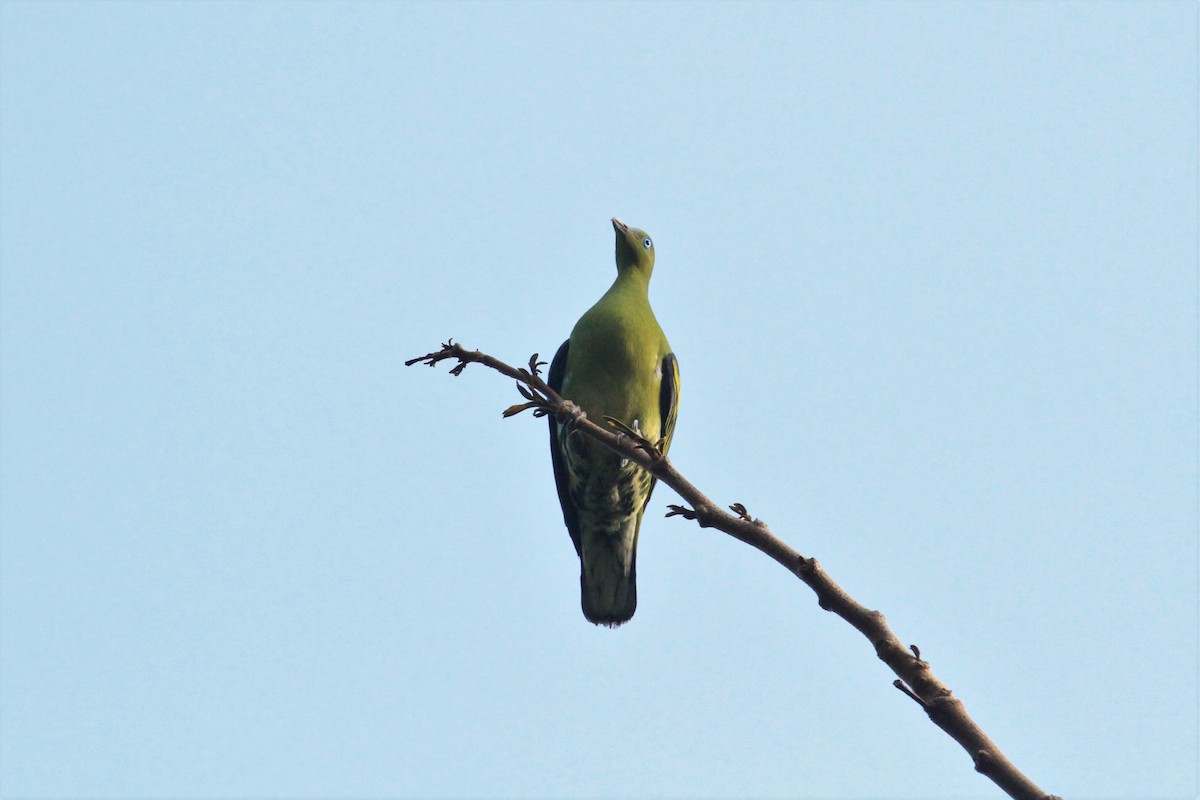 Philippine Green-Pigeon - Charles Davies