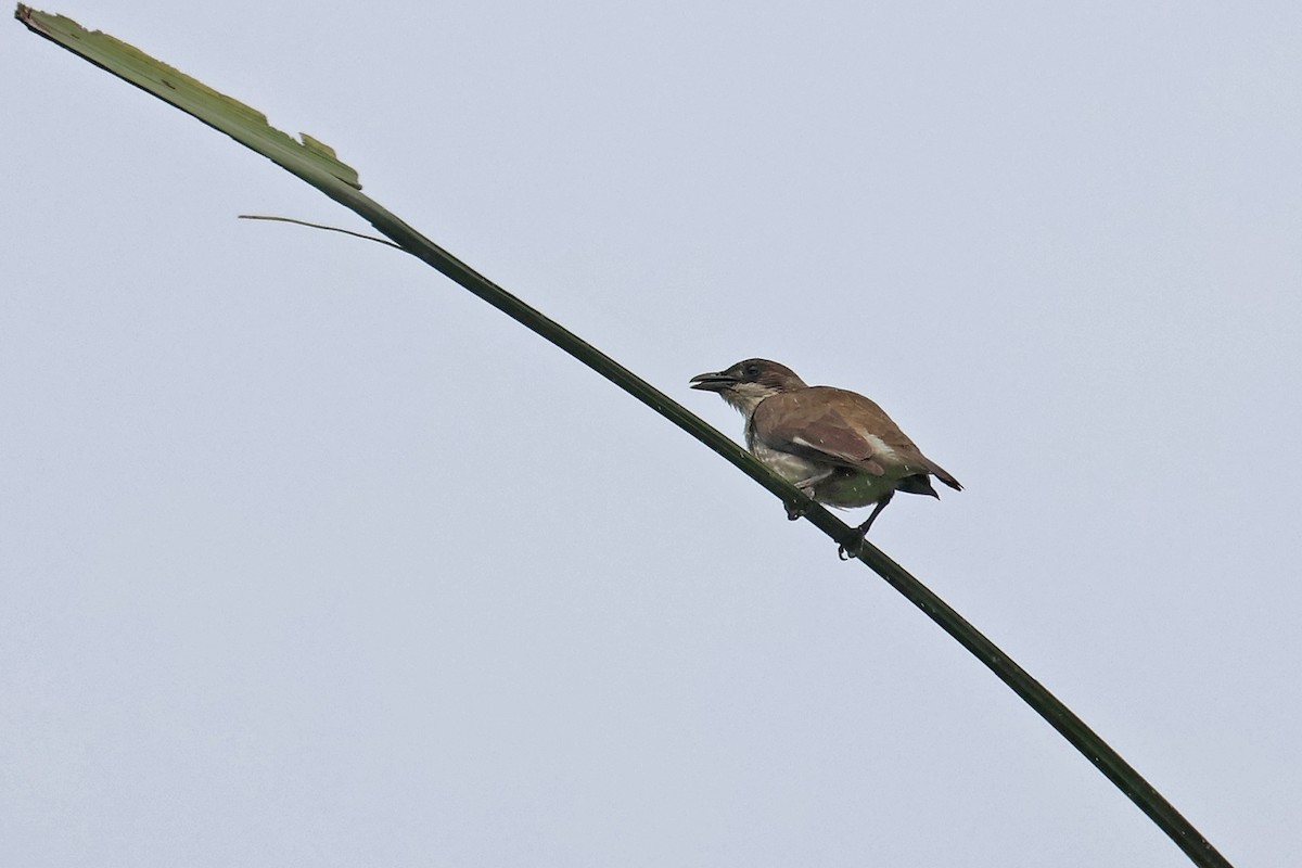 Polynesian Starling - Charley Hesse TROPICAL BIRDING