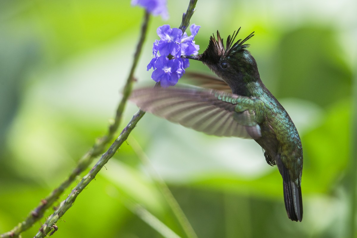 Antillean Crested Hummingbird (Lesser Antilles) - ML603799191