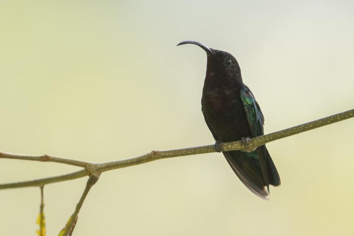 kolibřík nachovohrdlý - ML603799301