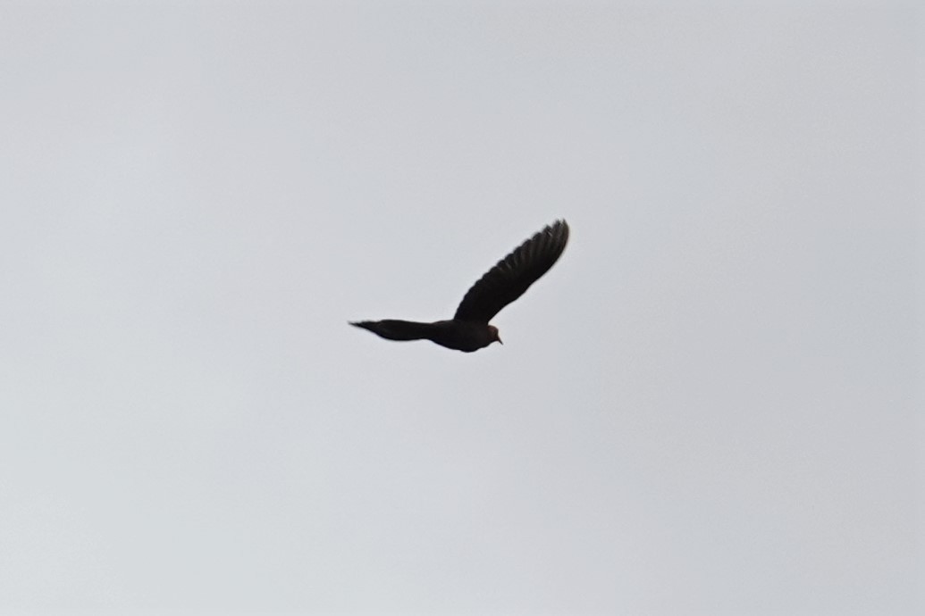Barusan Cuckoo-Dove - ML603802321