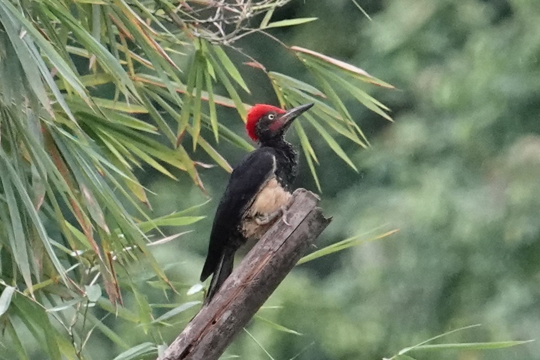 White-bellied Woodpecker - ML603802601