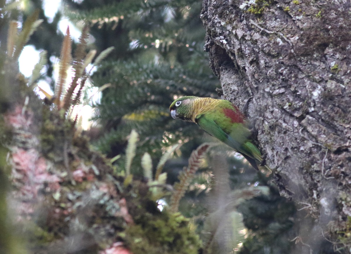 Maroon-bellied Parakeet (Green-tailed) - Shawn Billerman