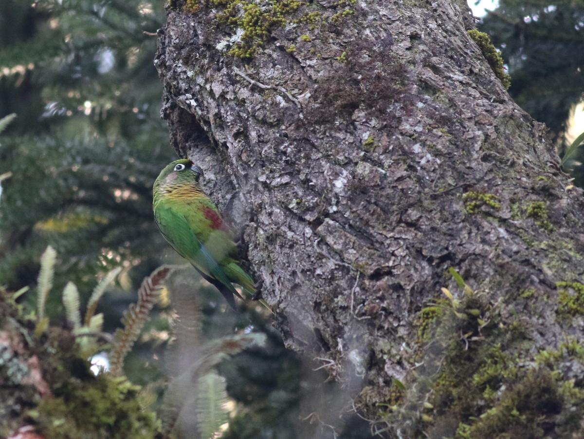 Maroon-bellied Parakeet (Green-tailed) - ML603802631