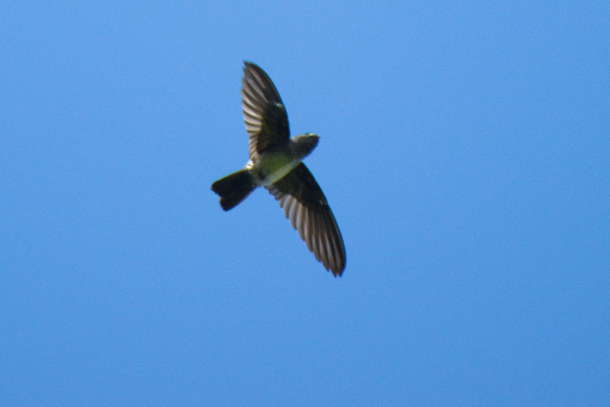Glossy Swiftlet - James Wareing