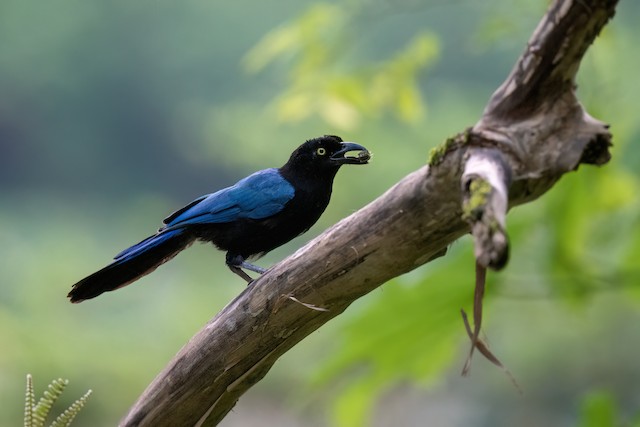 San Blas Jay