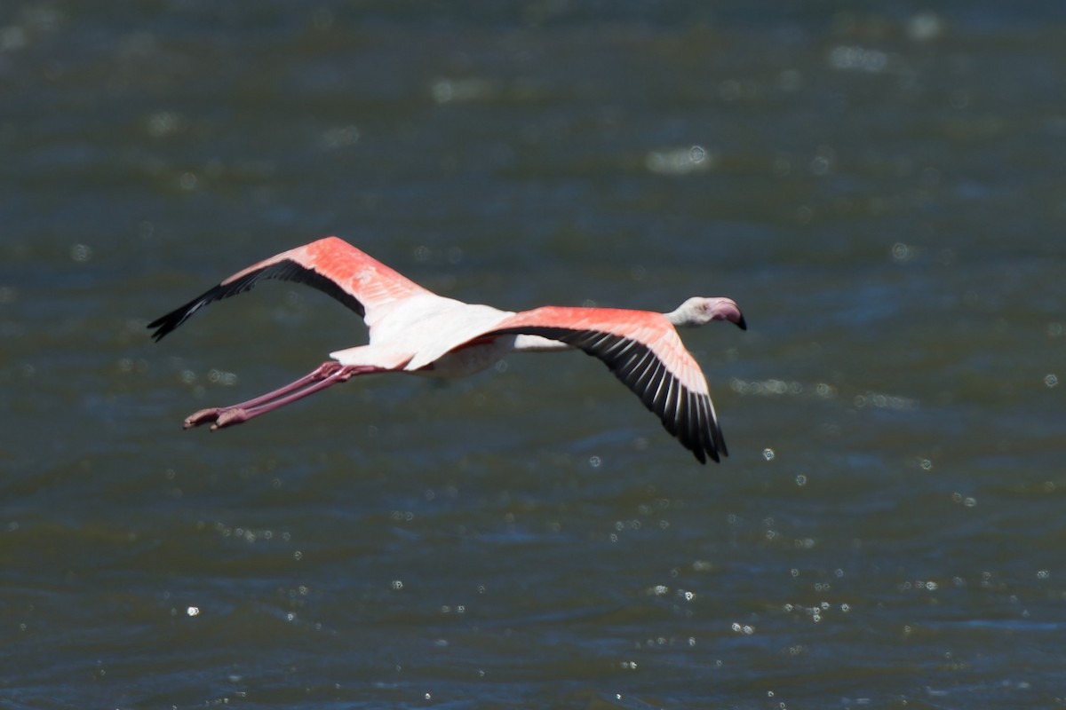 Greater Flamingo - ML603811171