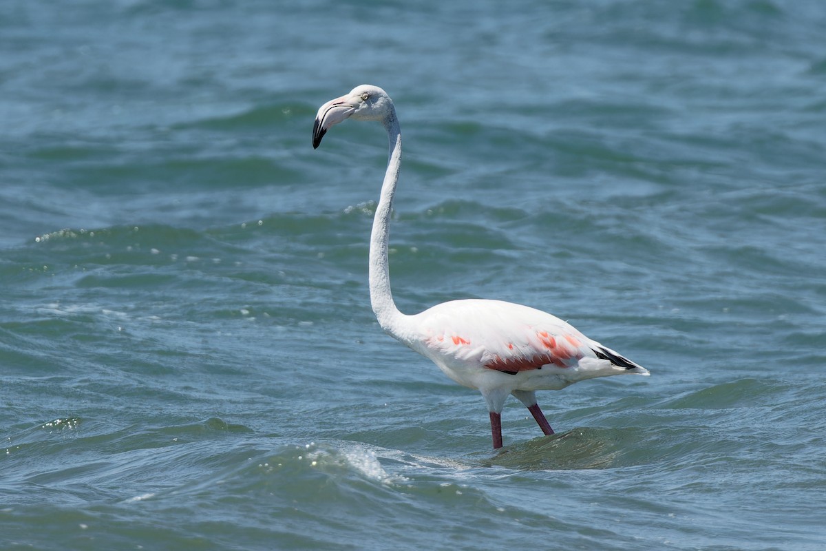 Greater Flamingo - ML603813071