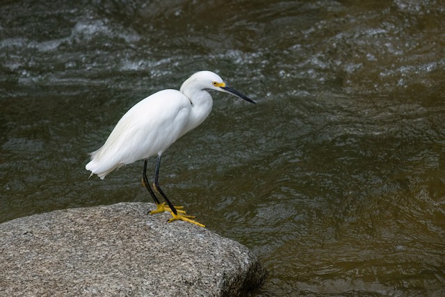 Snowy Egret