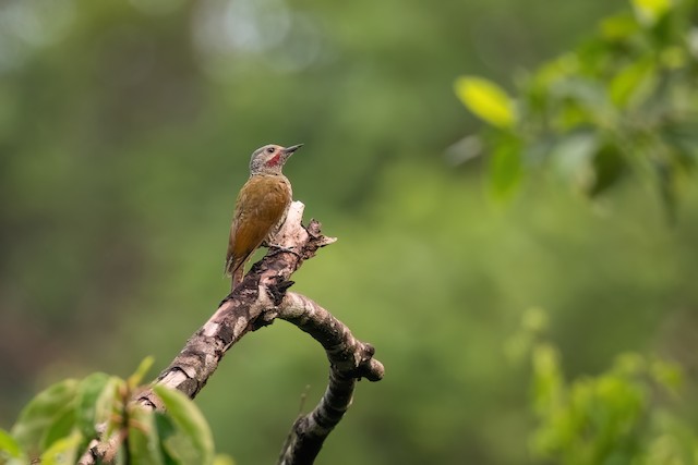 Gray-crowned Woodpecker