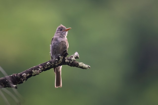 Greater Pewee