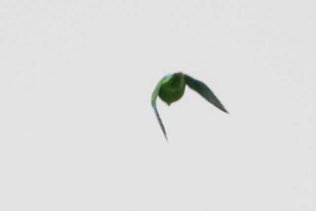 Mexican Parrotlet