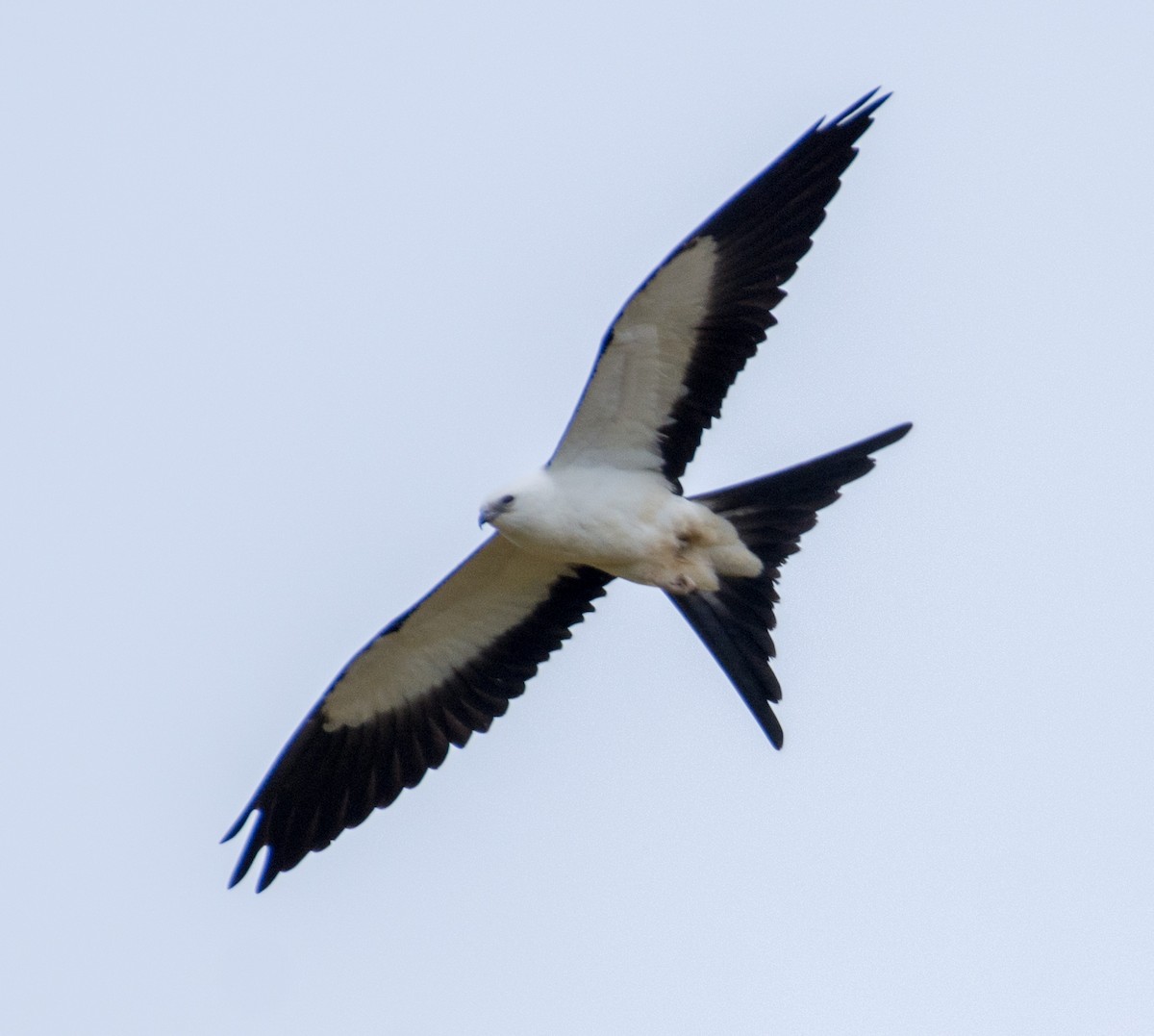 Swallow-tailed Kite - ML603819271