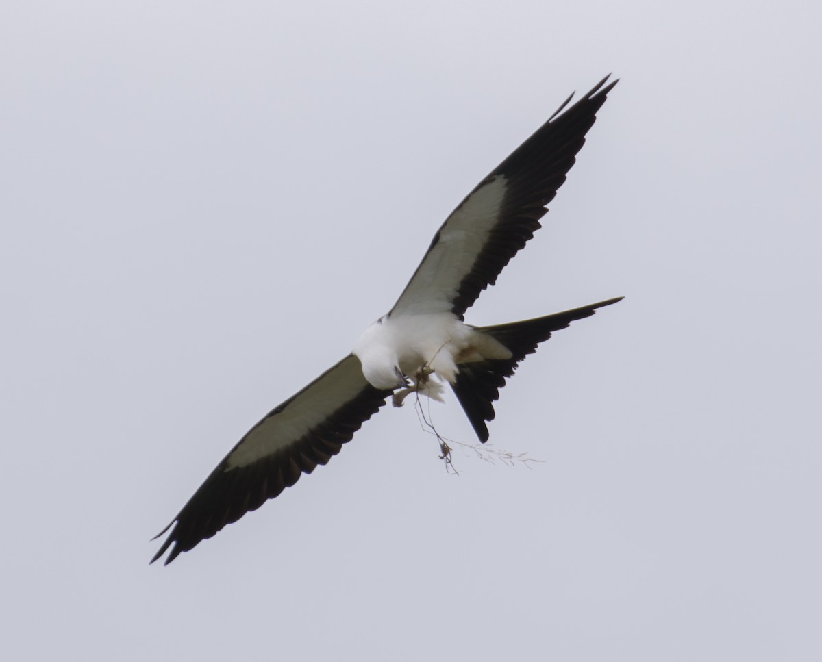 Swallow-tailed Kite - ML603819281