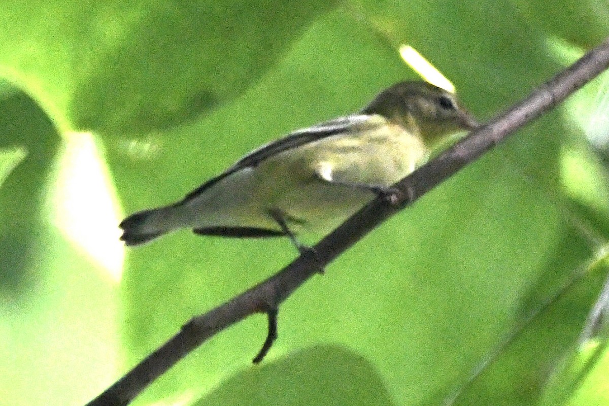 Bay-breasted Warbler - ML603820091