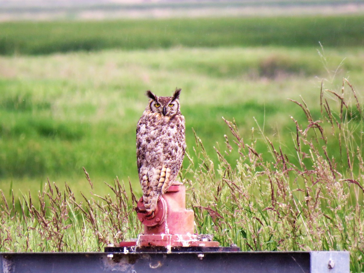 Great Horned Owl - ML60382041