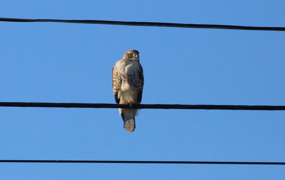 Red-tailed Hawk - ML603823681