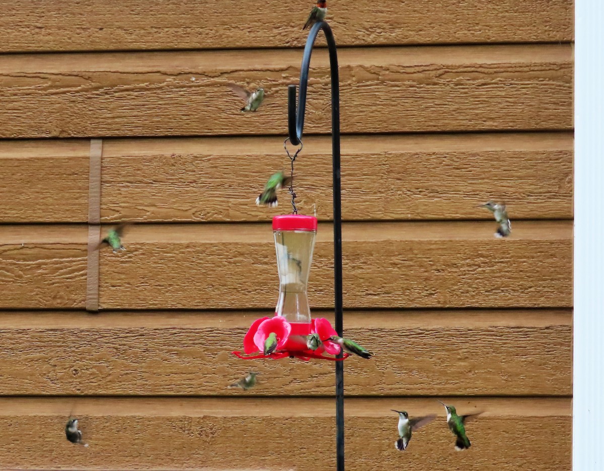 Ruby-throated Hummingbird - ML603824491