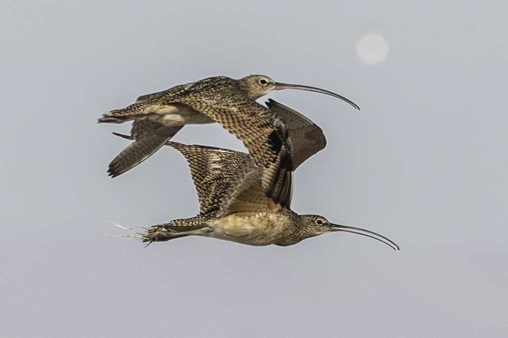 Long-billed Curlew - ML603830061