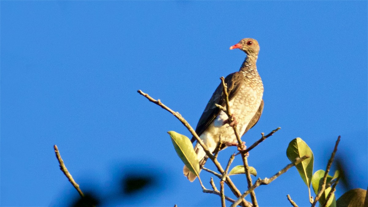 Scaled Pigeon - ML603830561