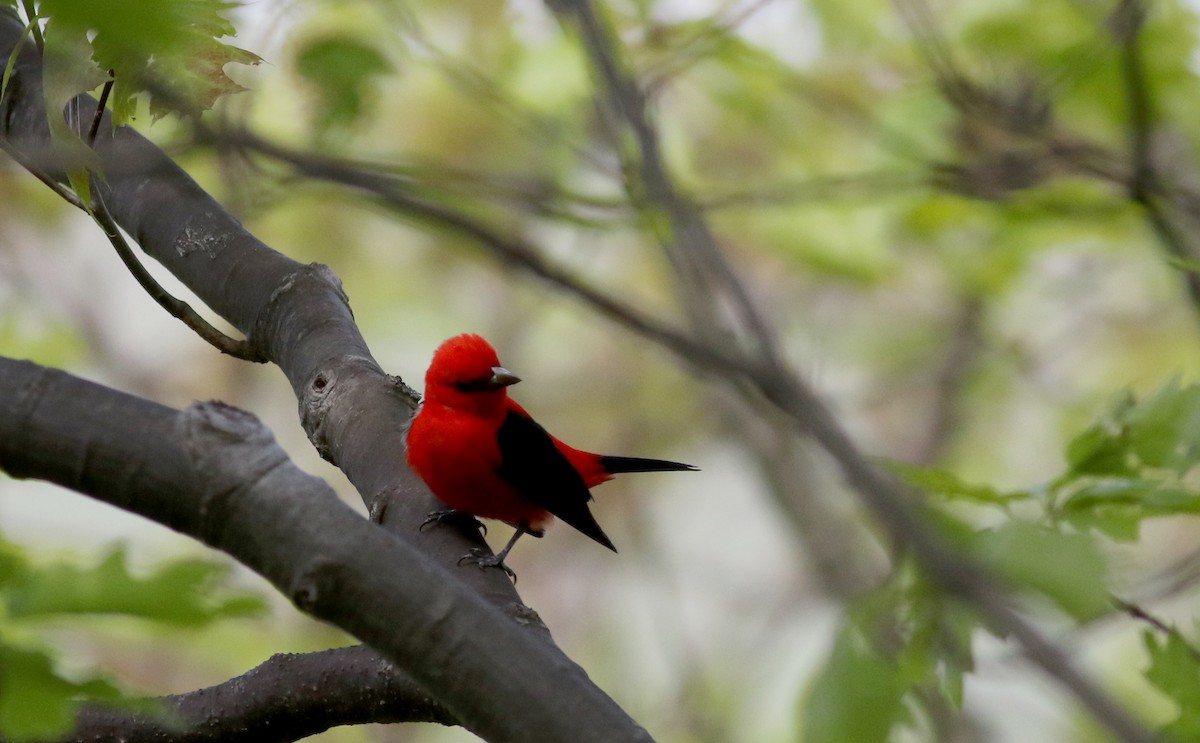 Scarlet Tanager - ML60383251