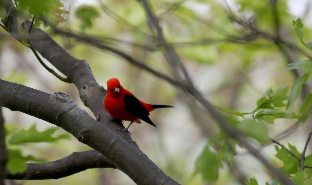 Scarlet Tanager - ML60383261