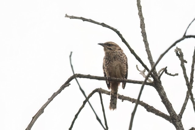 Spotted Wren