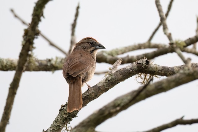 Rusty Sparrow