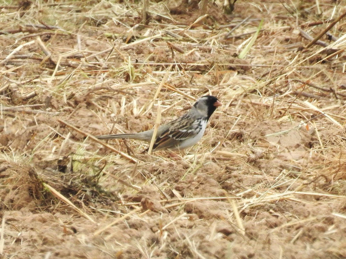 Harris's Sparrow - ML603832891