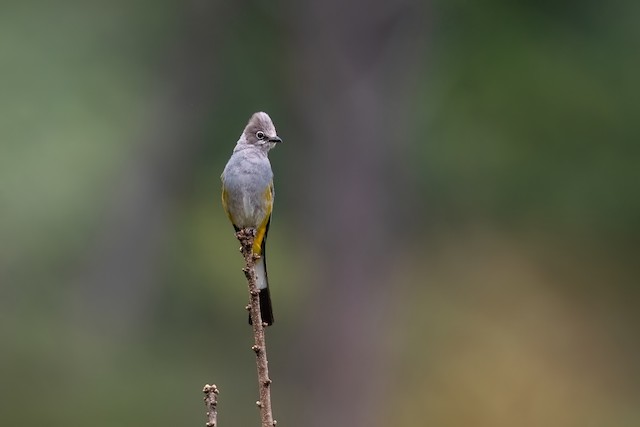 Gray Silky-flycatcher