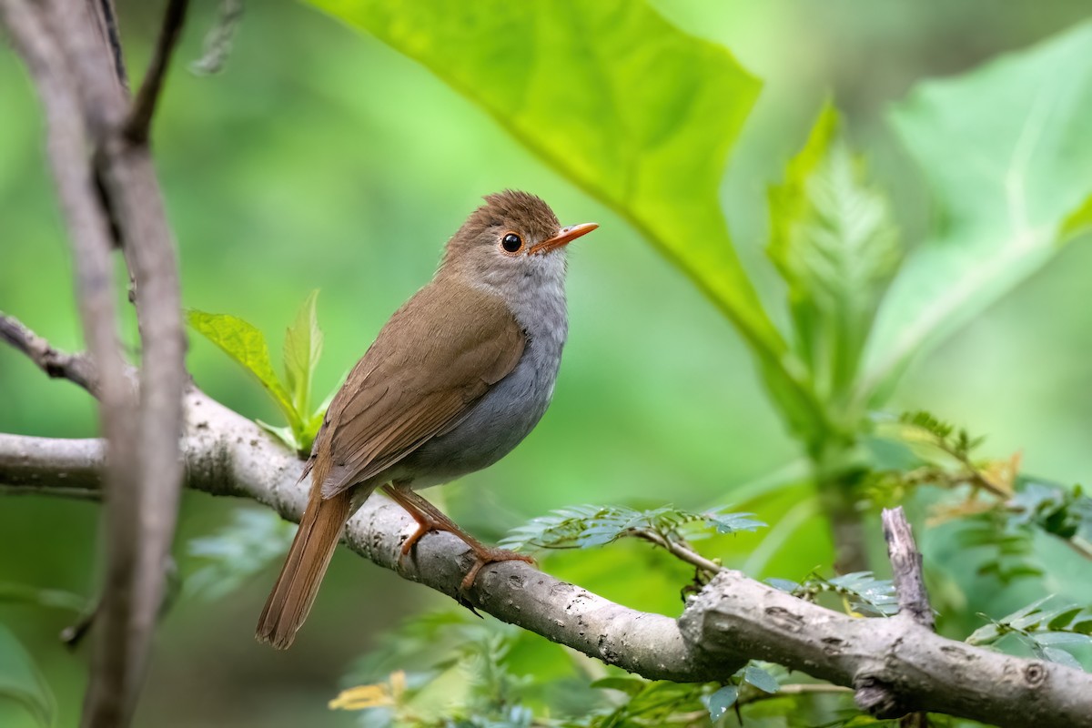 Orange-billed Nightingale-Thrush - Adam Jackson