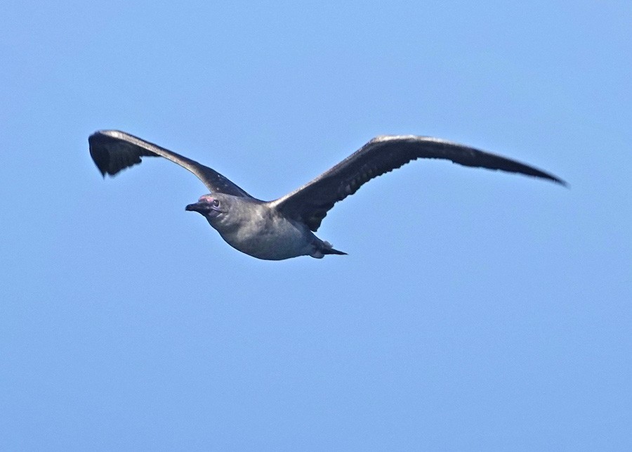 Red-footed Booby - ML603844011