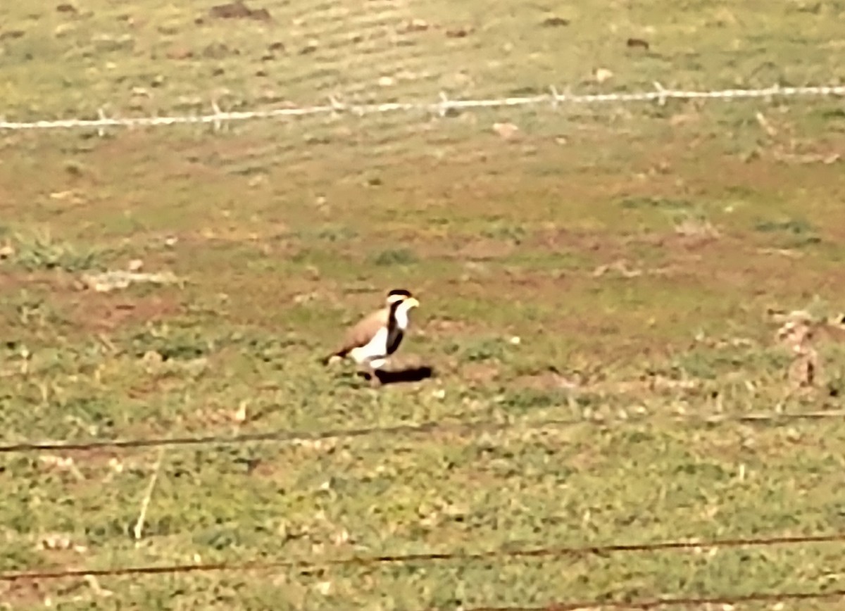 Banded Lapwing - ML603844391