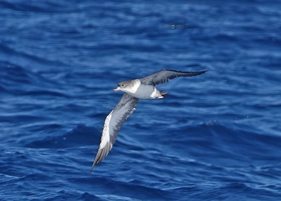 Pink-footed Shearwater - ML603845511